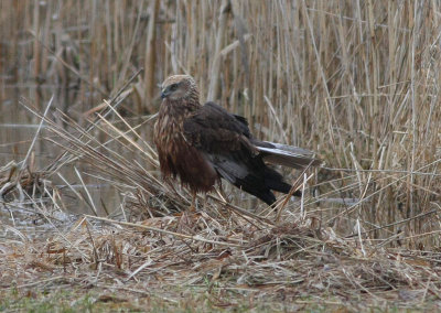 Western Marsh Harrier  Brun krrhk  (Circus aeruginosus)