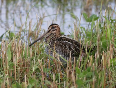 Common Snipe  Enkelbeckasin  (Gallinago gallinago)