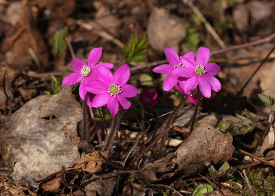 Blsippa  (Hepatica nobilis)