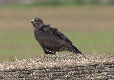 Common Buzzard  Ormvrk  (Buteo buteo)