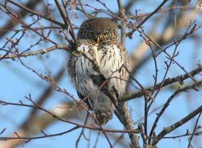 Eurasian Pygmy Owl Sparvuggla (Glaucidium passerinum)