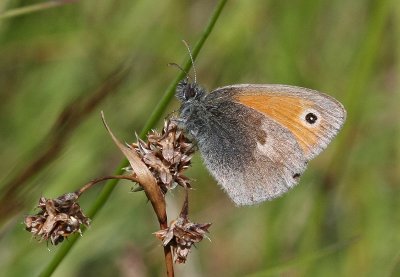 Small Heath  Kammgrsfjril  (Coenonympha pamphilus)