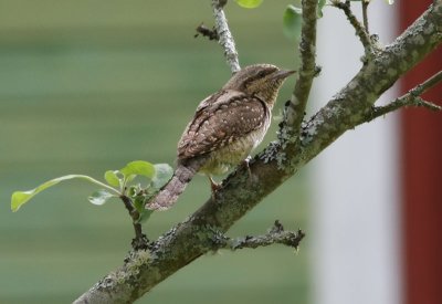 Eurasian Wryneck  Gktyta  (Jynx torquilla)