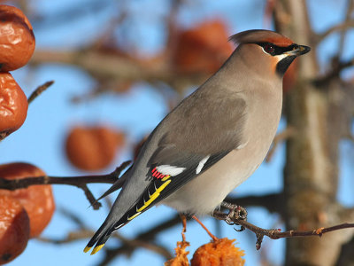 Bohemian Waxwing Sidensvans (Bombycilla garrulus)