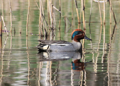 Common Teal  Kricka  (Anas crecca)