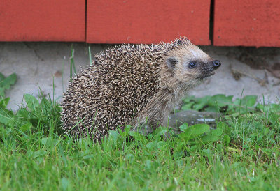 Hedgehog  Igelkott  (Erinaceus europaeus)