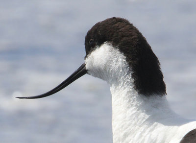 Pied Avocet  Skrflcka  (Recurvirostra avosetta)