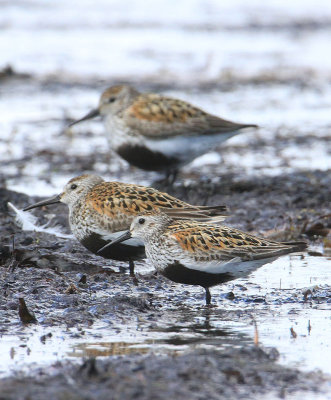 Dunlin  Krrsnppa  (Calidris alpina)