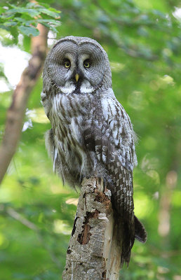 Great Grey Owl  Lappuggla  (Strix nebulosa)