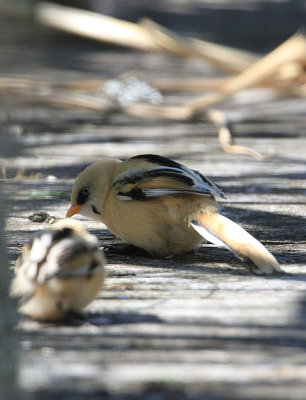 Bearded Reedling  Skggmes  (Panurus biarmicus)