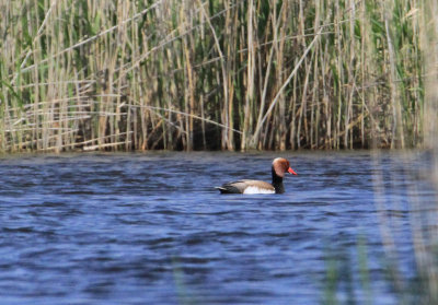 Red-crested Pochard Rödhuvad dykand (Netta rufina)
