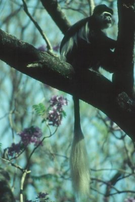 Eastern black-and-white colobus (Colobus guereza)