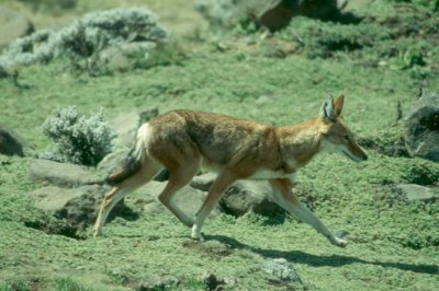  Ethiopian wolf (Canis simensis)