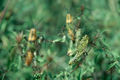 African Migratory Locust (Locusta migratoria)
