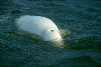 Beluga Whale  Vitval  (Delphinapterus leucas)