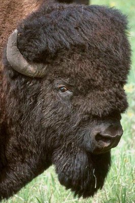 Bison  Bisonoxe  (Bison bison)