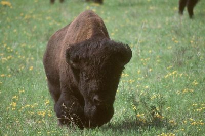 Bison  Bisonoxe  (Bison bison)