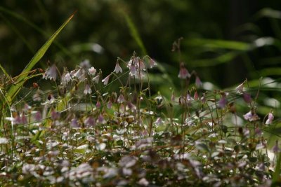 Linnea  (Linnaea borealis)
