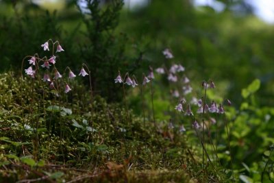 Linnea  (Linnaea borealis)
