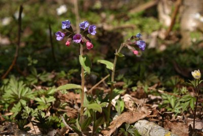 Lungrt  (Pulmonaria obscura)