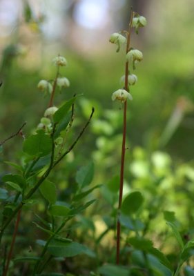 Grnpyrola  (Pyrolaceae chlorantha)