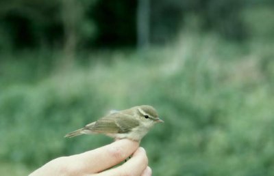 Greenish Warbler  Lundsngare  (Phylloscopus trochiloides)