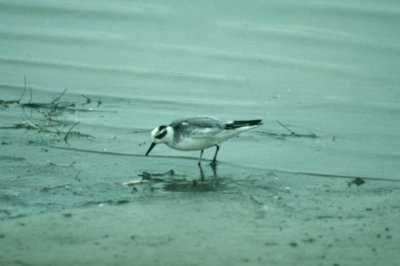 Red Phalarope  Brednbbad simsnppa  (Phalaropus fulicaria)