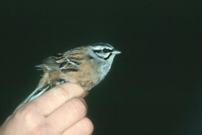 Rock Bunting  Klippsparv  (Emberiza cia)