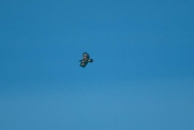 Lesser Spotted Eagle  Mindre Skrikrn  (Aquila pomarina)