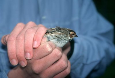 Little Bunting Dvärgsparv (Emberiza pusilla)