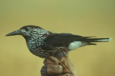 Spotted Nutcracker Smalnäbbad nötkråka (Nucifraga caryocatactes macrorhynchus)