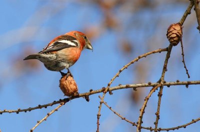 Two-barred Crossbill  Bndelkorsnbb  (Loxia leucoptera) 2008