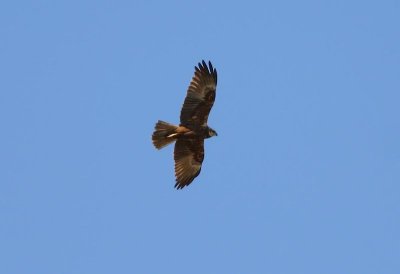 Western Marsh Harrier  Brun krrhk  (Circus aeruginosus)