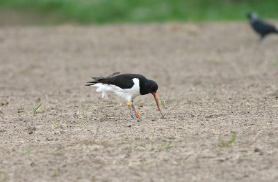 Eurasian Oystercatcher  Strandskata  (Haematopus ostralegus)