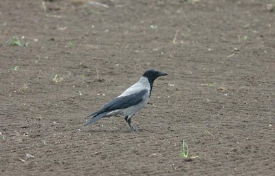 Carrion Crow  Krka  (Corvus corone)