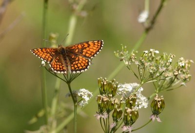 Heath Fritillarry  Skogsntfjril  (Melitaea athalia)