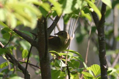 River Warbler  Flodsngare  (Locustella fluviatilis) 2008