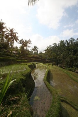 Ubud-Bali