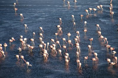 Flamingoes in Laguna Colorada