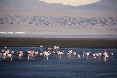 Flamingoes in Laguna Colorada