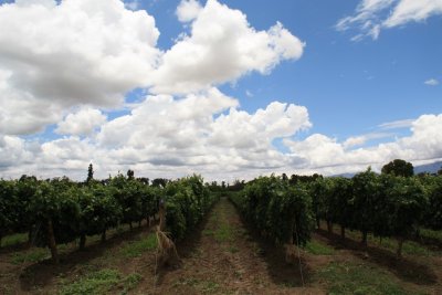 Vineyard in Cafayate