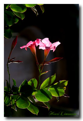 IMG_4928 Dipladenia