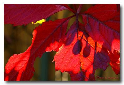 IMG_4812 feuilles rouges