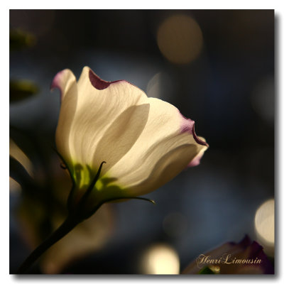 IMG_5245 fleur blanche