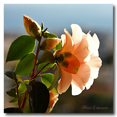 IMG_5923 Camlia