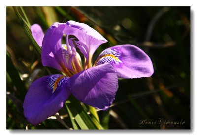 _MG_6399 Iris mauve