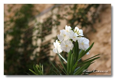 02 IMG_9187 Valbonne fleur blanche.jpg