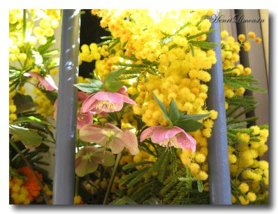 Bouquet de mimosa