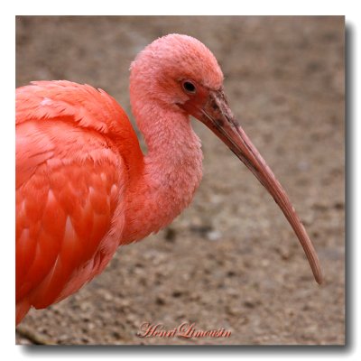 Ibis Rouge