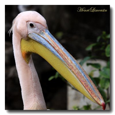 Pelican